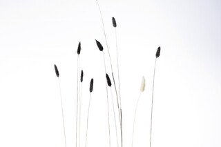 ANAGRAMMA  by  Davide Groppi